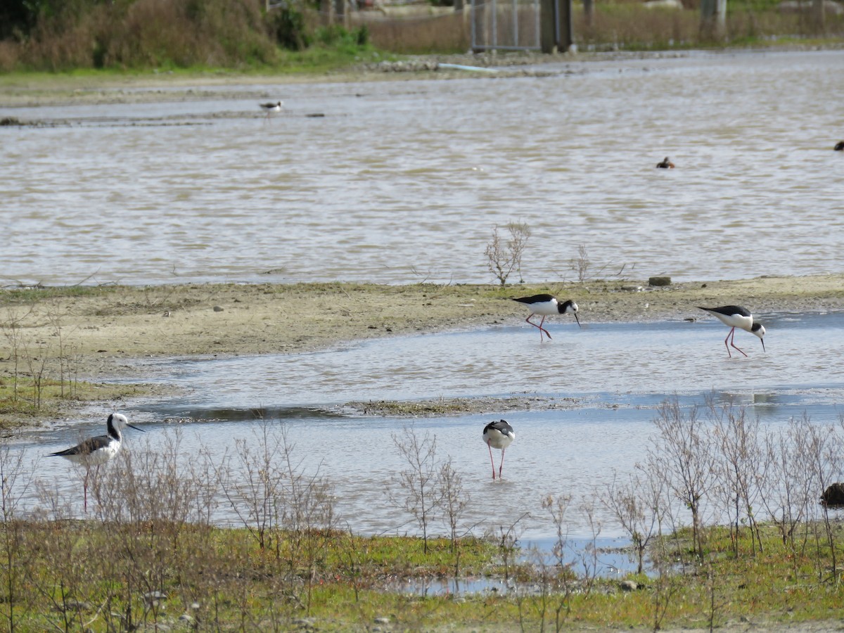 Pied Stilt - ML641400278