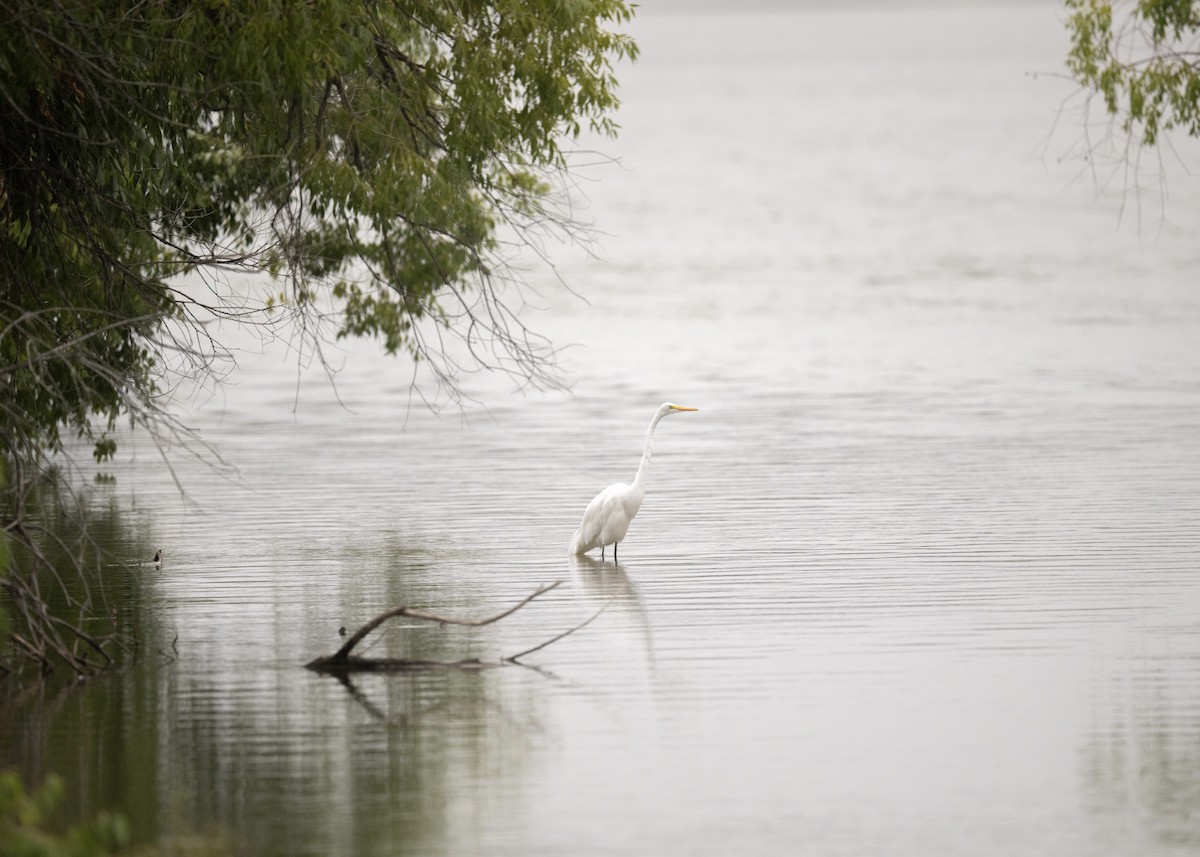 Great Egret - ML641400279