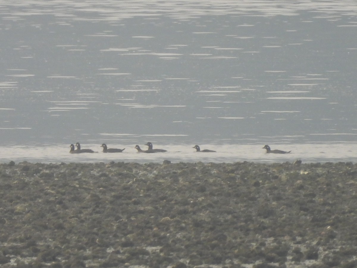 Harlequin Duck - ML641400280