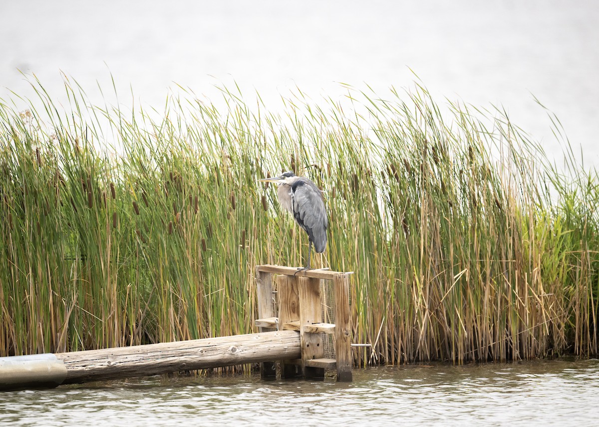 Great Blue Heron - ML641400284