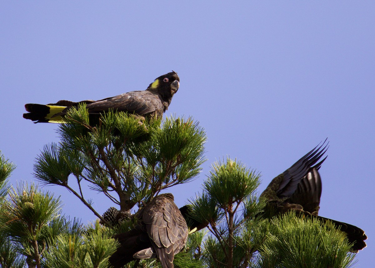 Yellow-tailed Black-Cockatoo - ML641400286