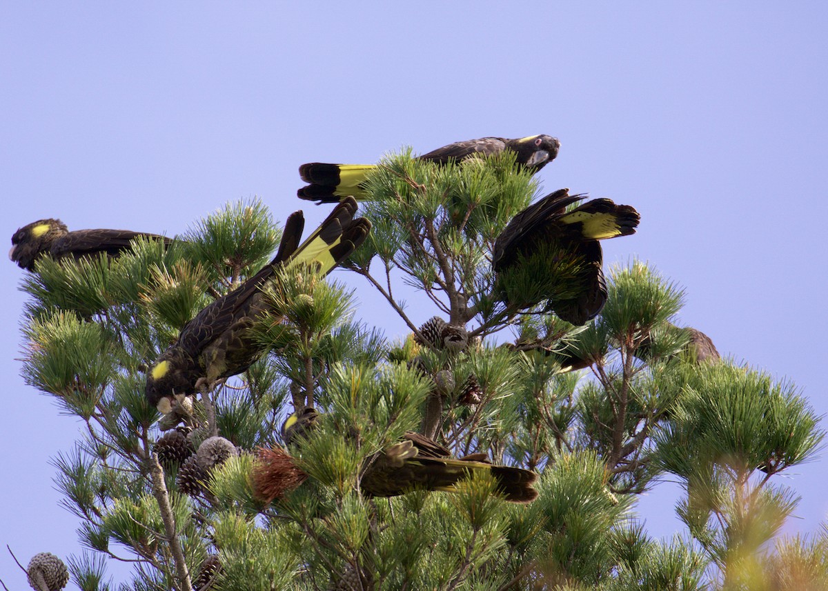 Yellow-tailed Black-Cockatoo - ML641400287