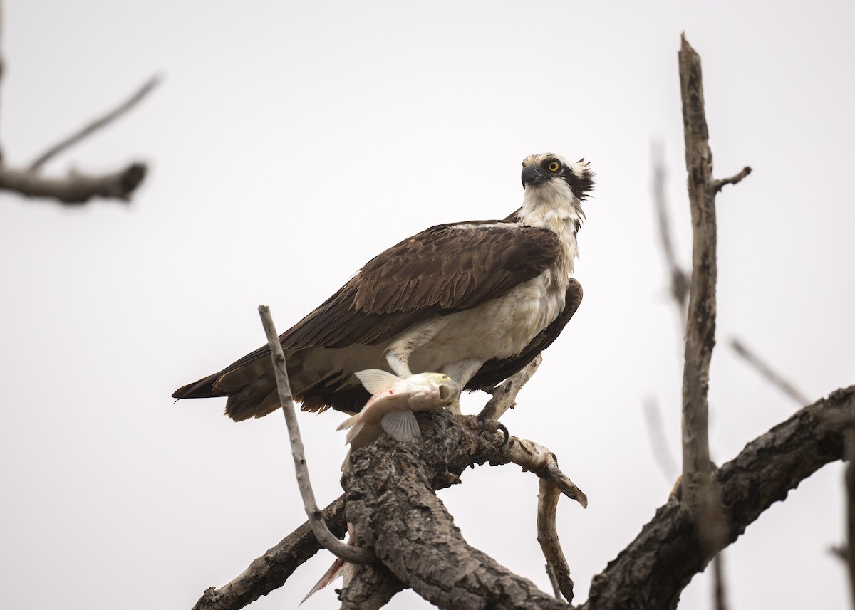 Osprey - ML641400288