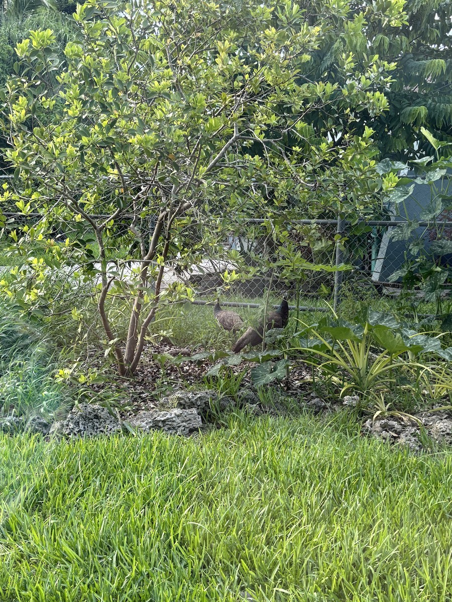 Indian Peafowl - ML641400289