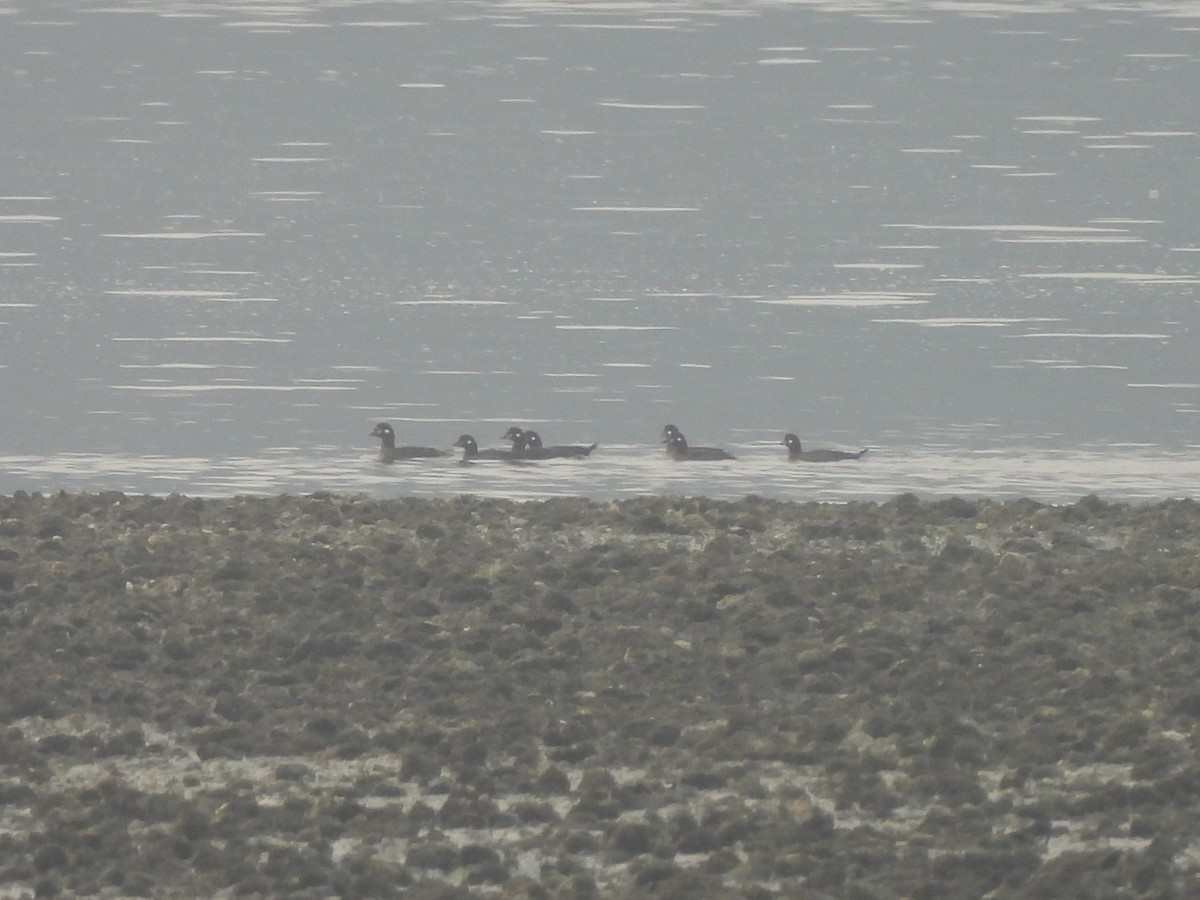 Harlequin Duck - ML641400290