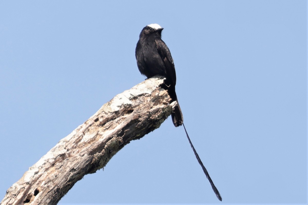 Long-tailed Tyrant - ML641400292