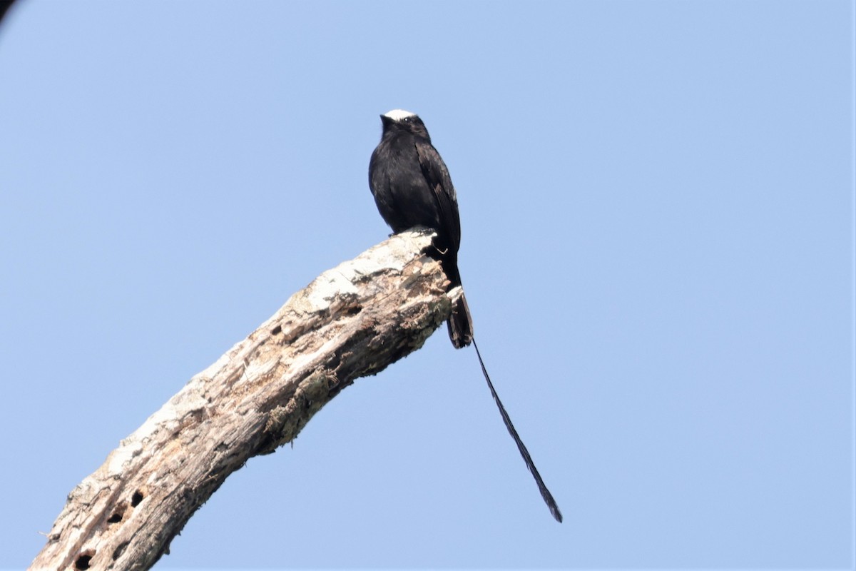 Long-tailed Tyrant - ML641400293