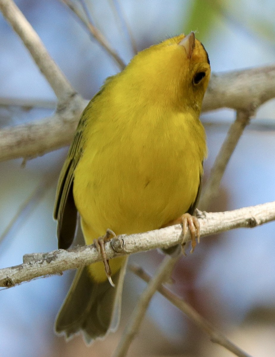 Wilson's Warbler - ML641400294