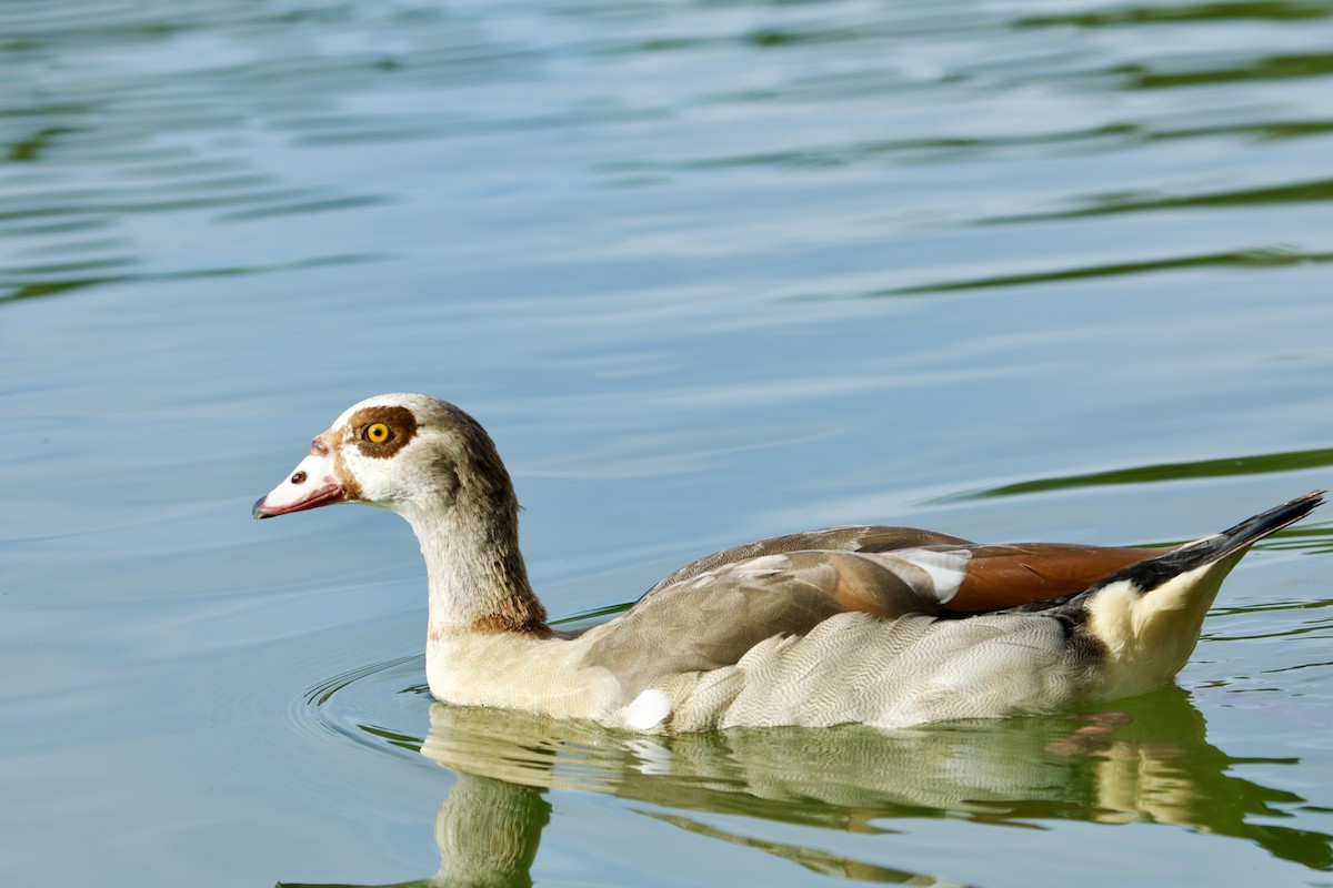 Egyptian Goose - ML641400295