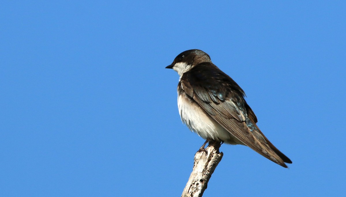 Tree Swallow - ML641400296