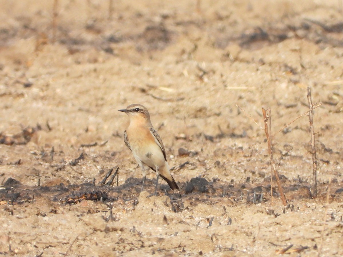 Northern Wheatear - ML641400297