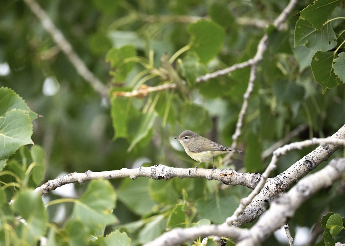 Warbling Vireo - ML641400299