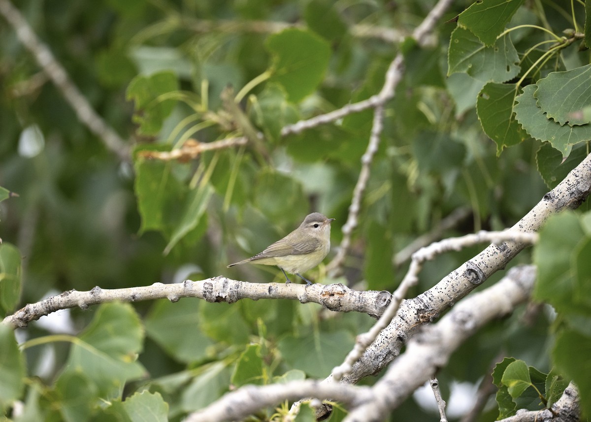 Warbling Vireo - ML641400300