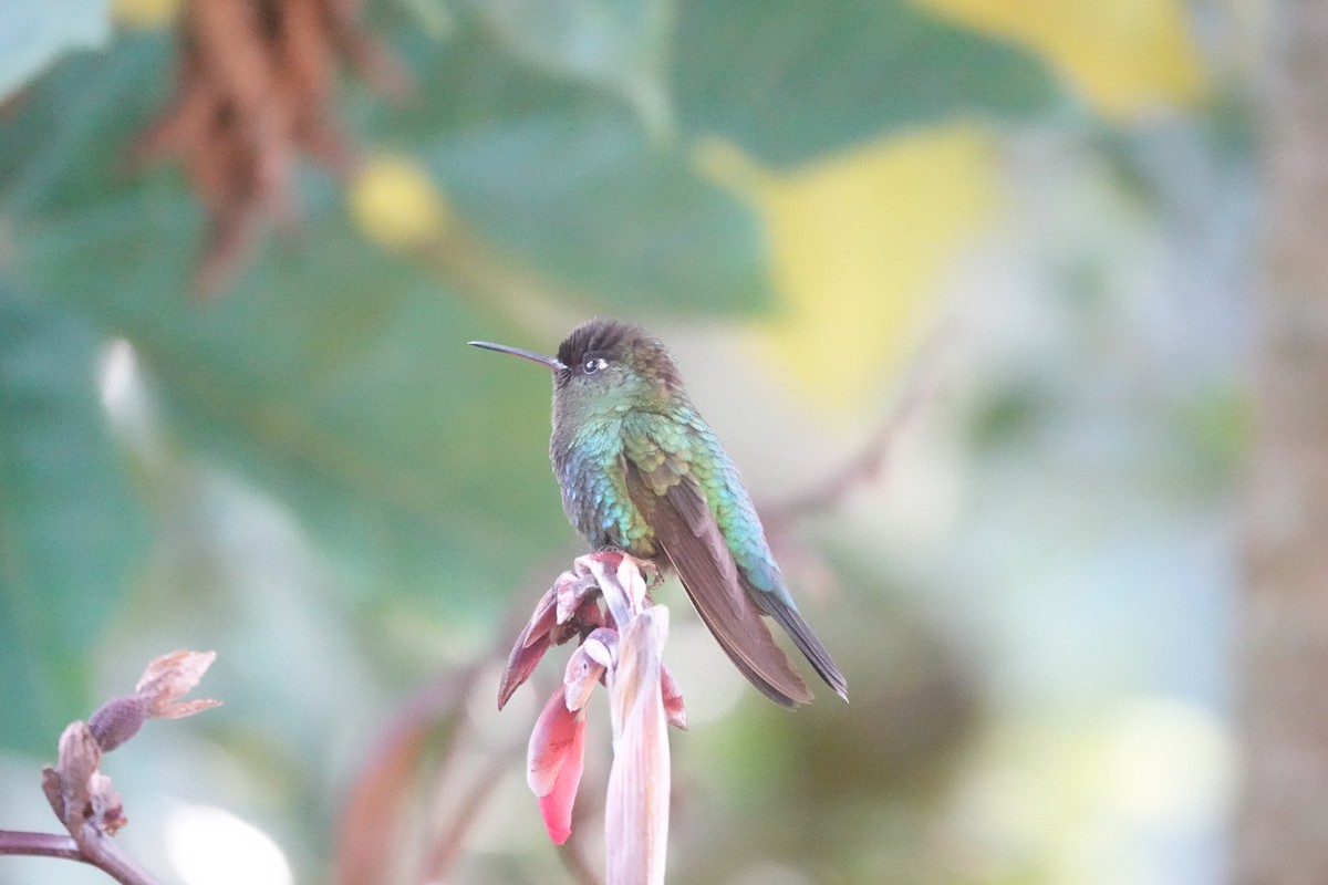 Fiery-throated Hummingbird - ML641400301