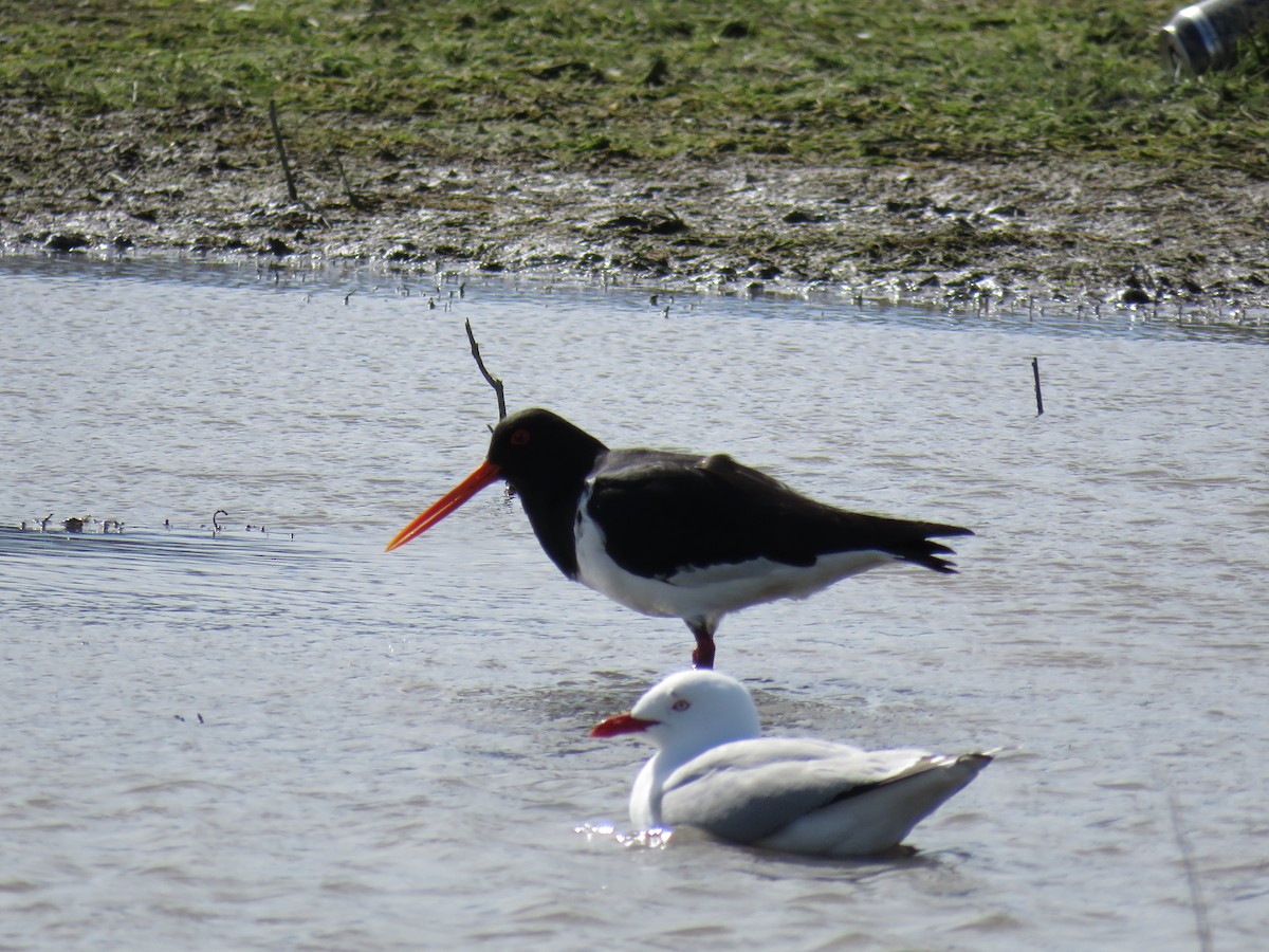 South Island Oystercatcher - ML641400302