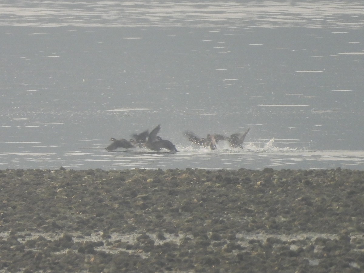 Harlequin Duck - ML641400303