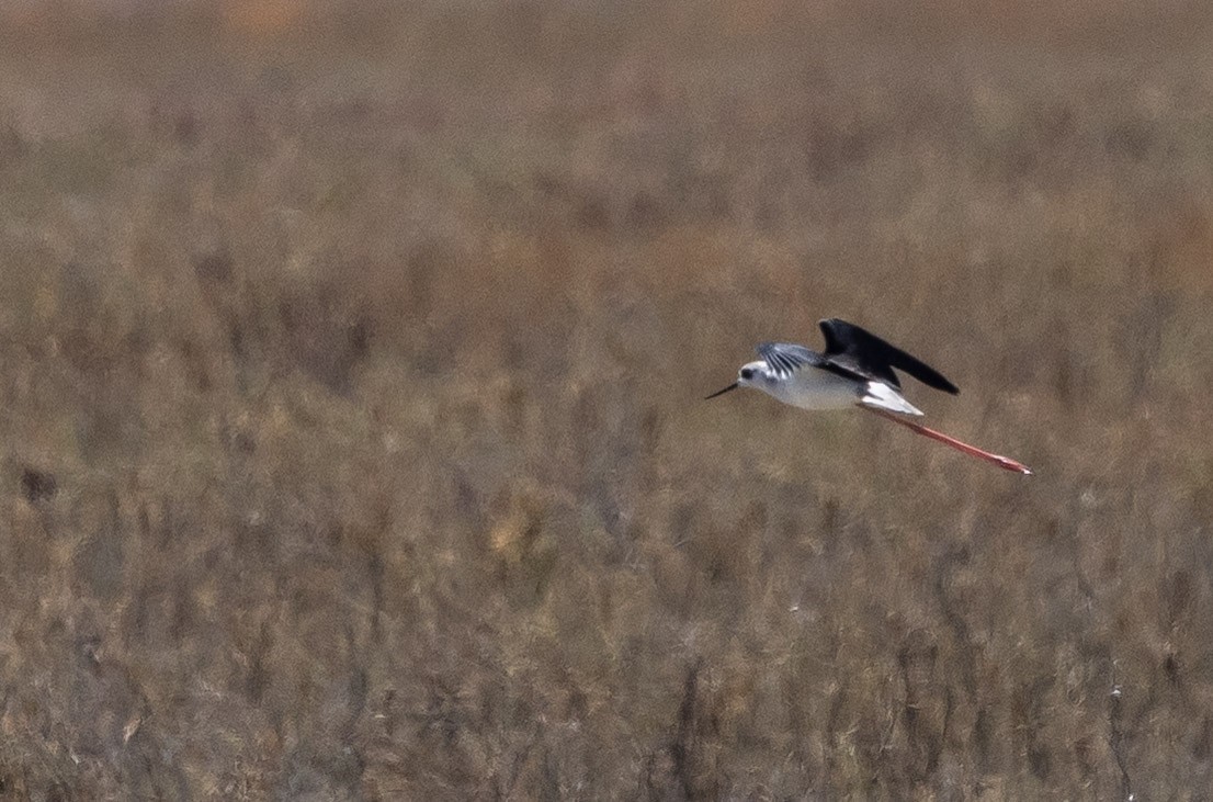 Black-winged Stilt - ML641400309