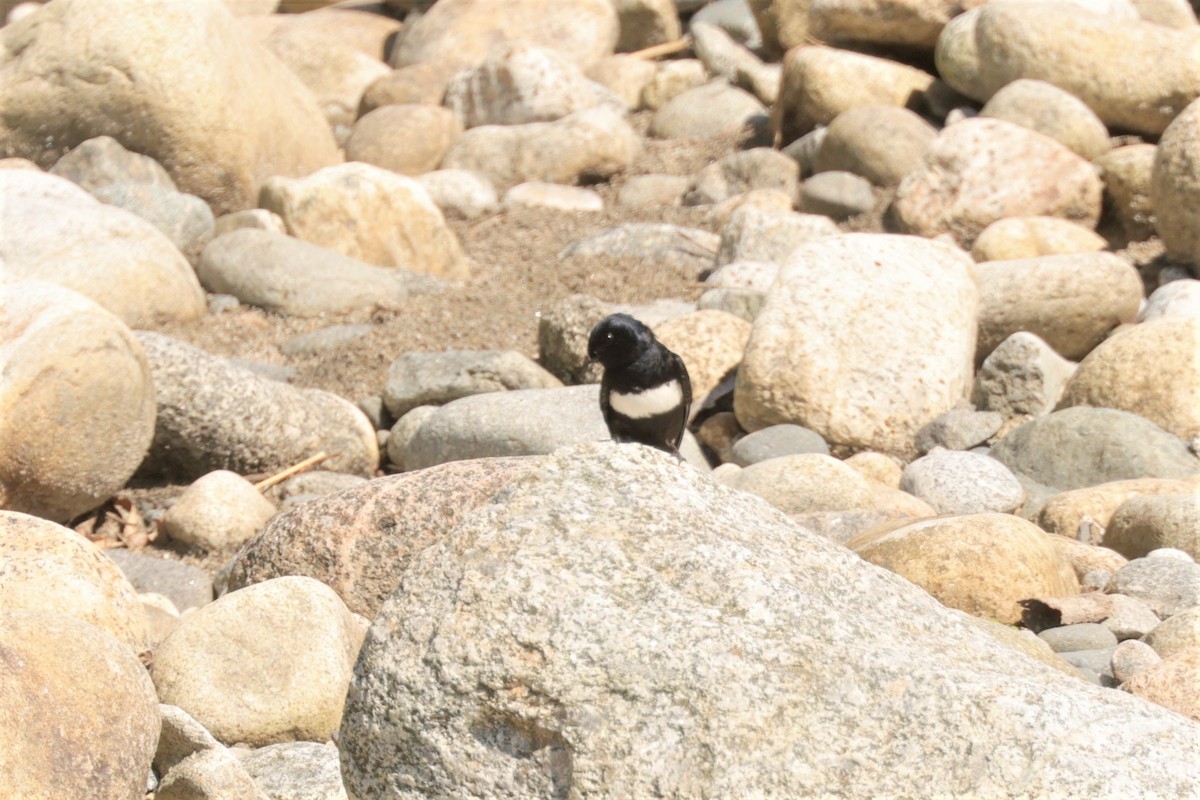 White-banded Swallow - ML641400310