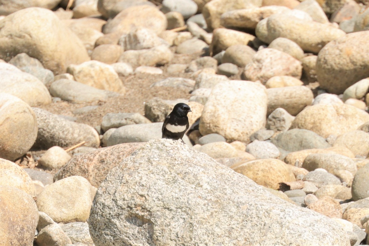 White-banded Swallow - ML641400311
