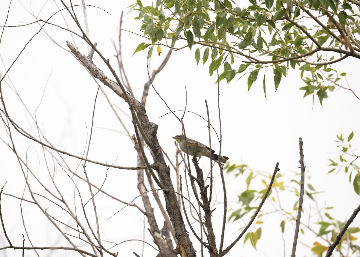 Yellow-rumped Warbler - ML641400320