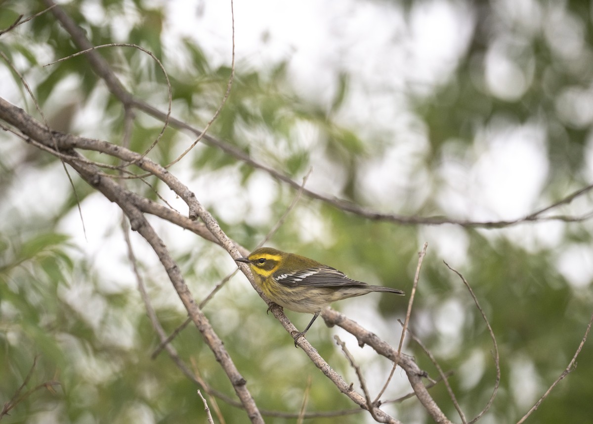 Townsend's Warbler - ML641400325