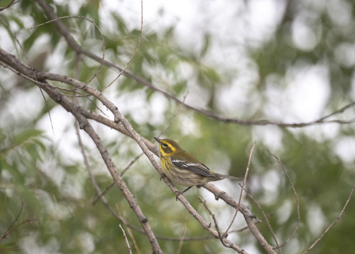 Townsend's Warbler - ML641400326
