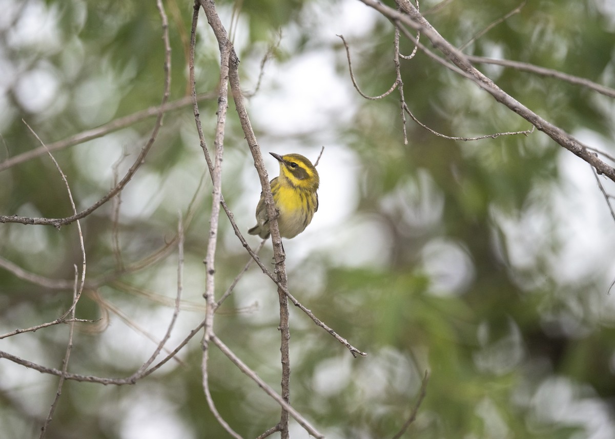 Townsend's Warbler - ML641400327