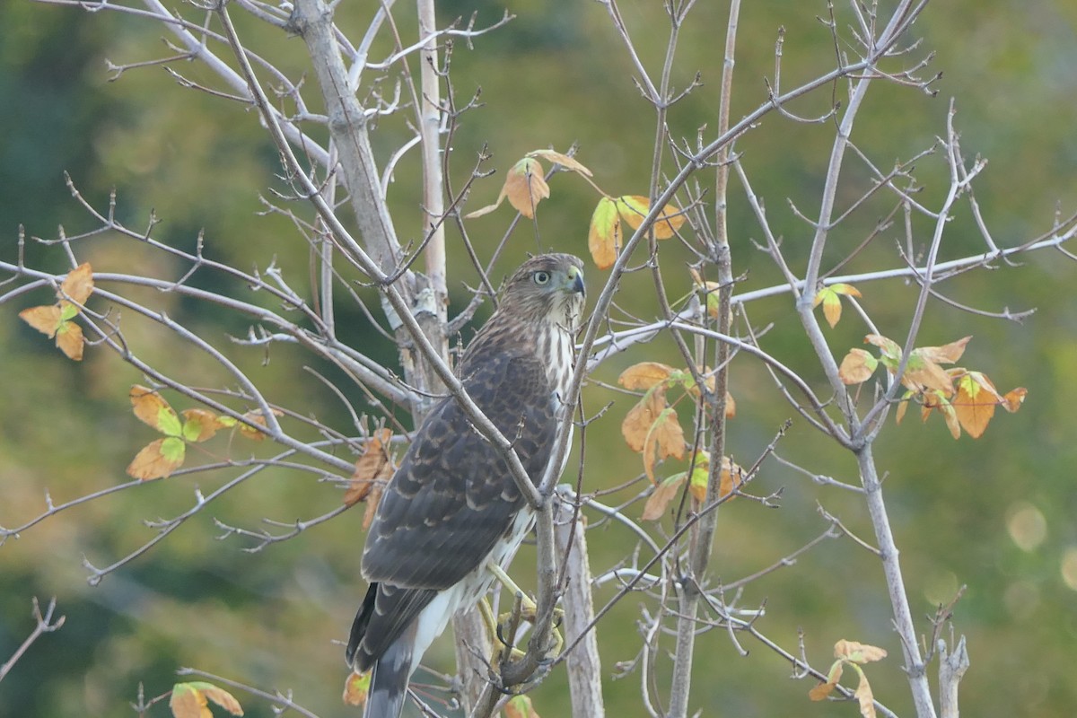 Cooper's Hawk - ML641400330