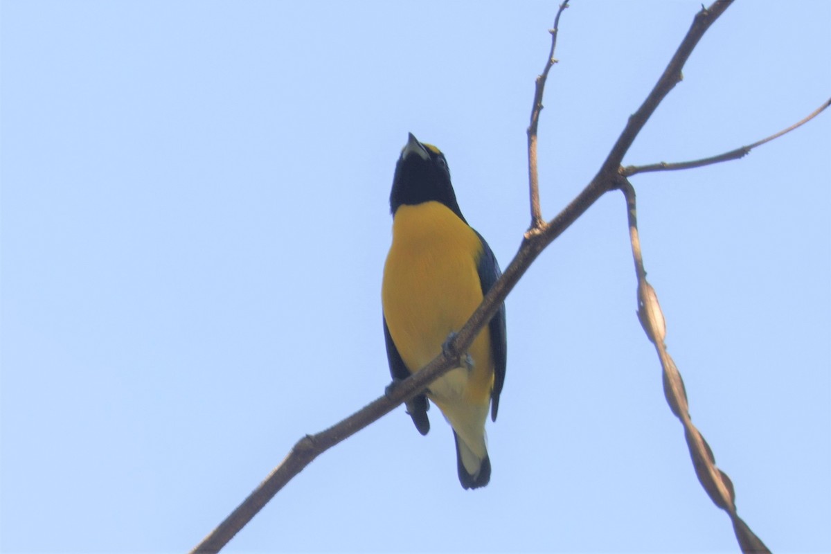 White-vented Euphonia - ML641400332