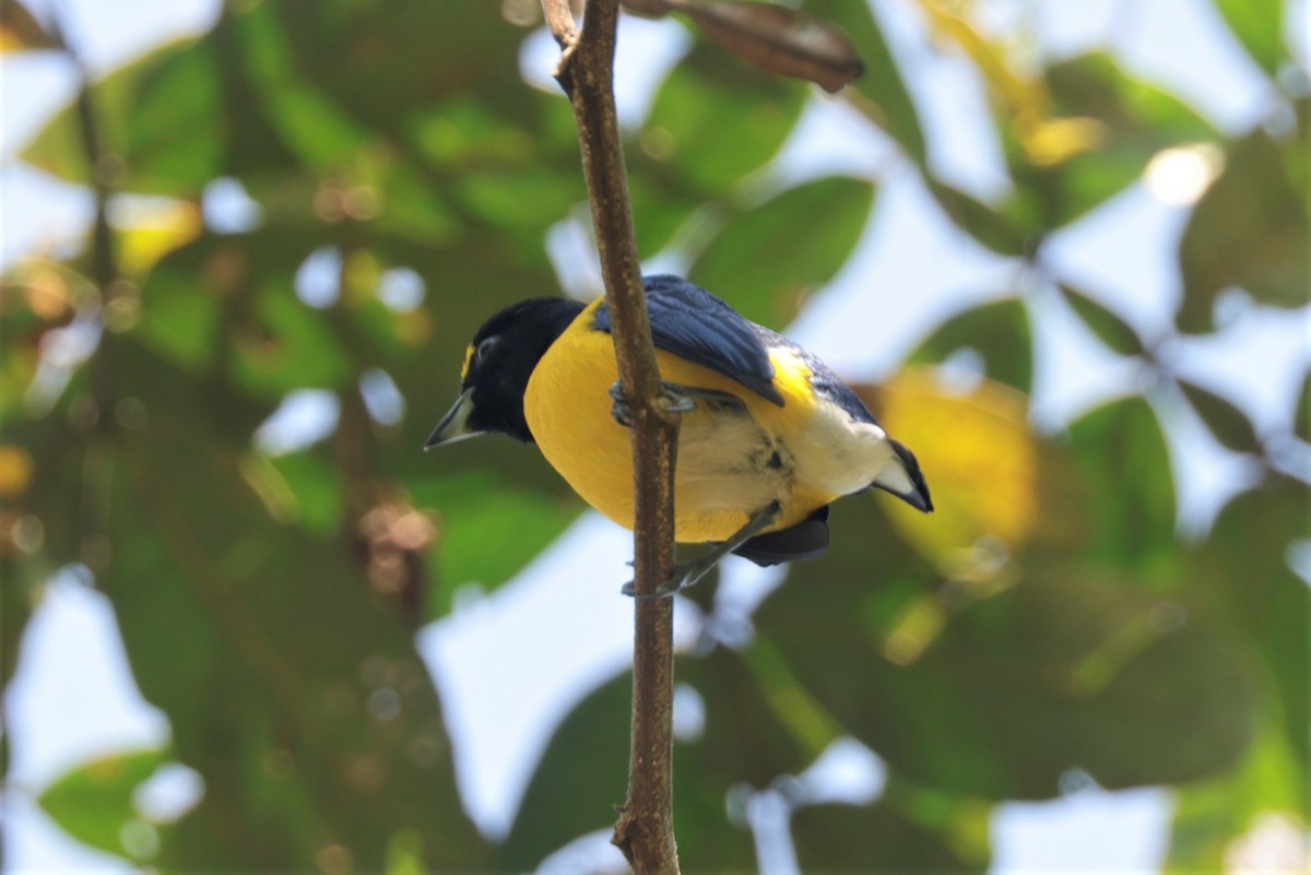 White-vented Euphonia - ML641400333