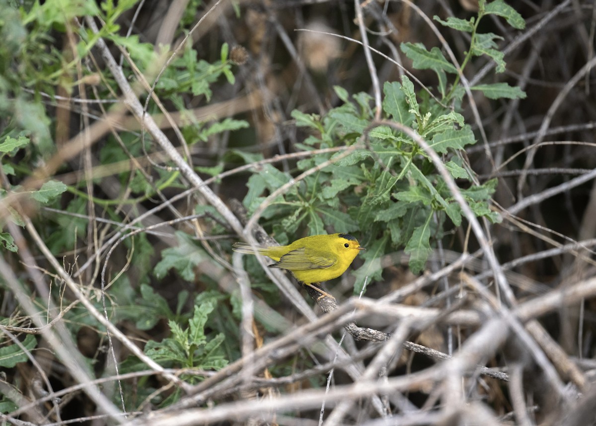 Wilson's Warbler - ML641400335