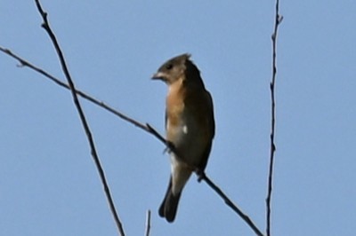 Lazuli Bunting - ML641400338