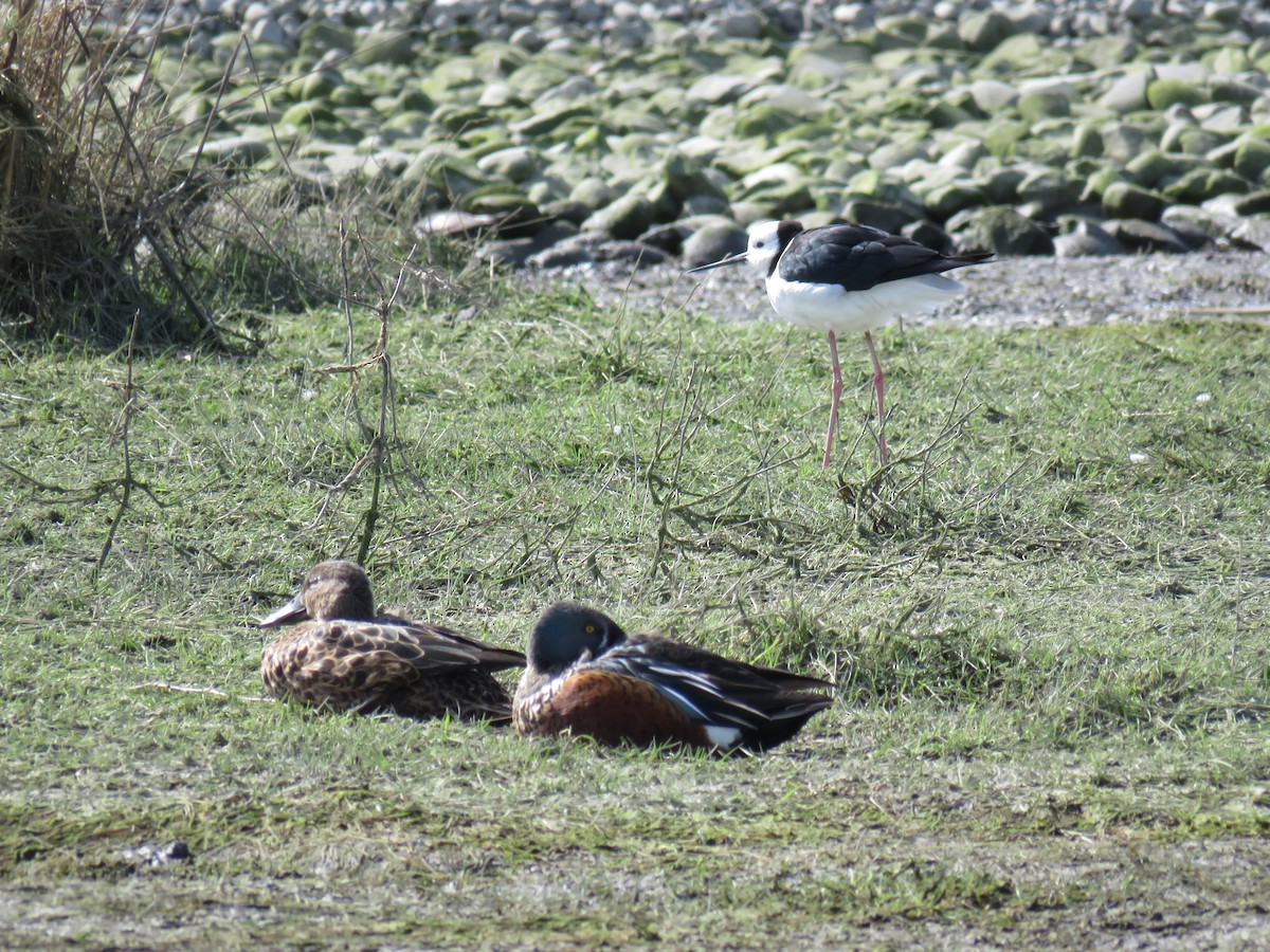 Canard bridé - ML641400340