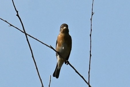 Lazuli Bunting - ML641400346