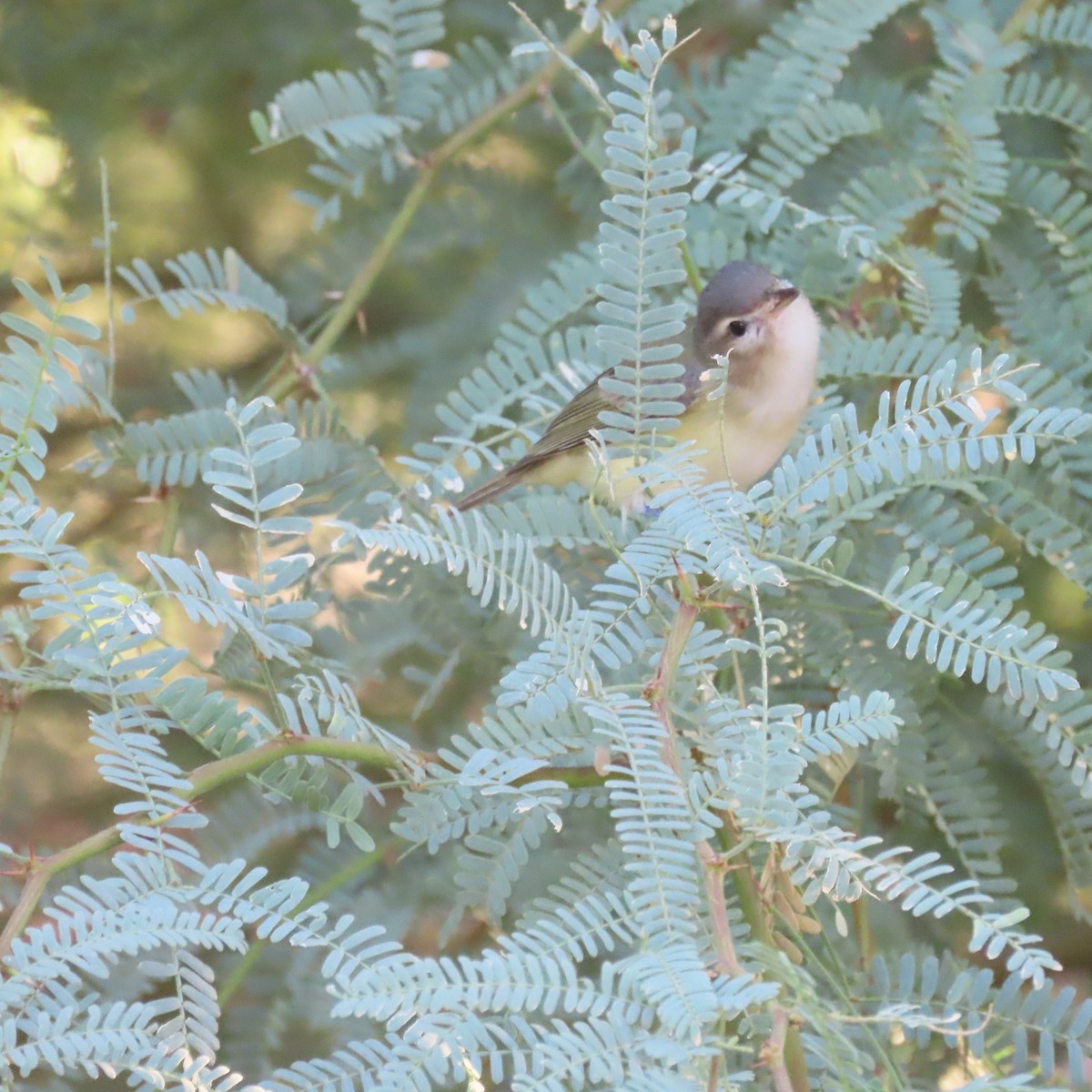 Warbling Vireo - ML641400393