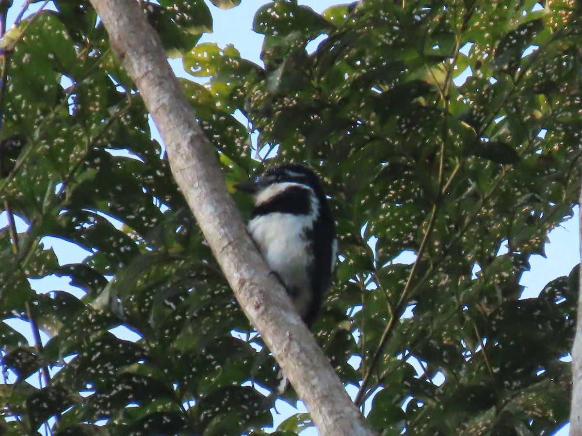 Pied Puffbird (Greater) - ML641400414