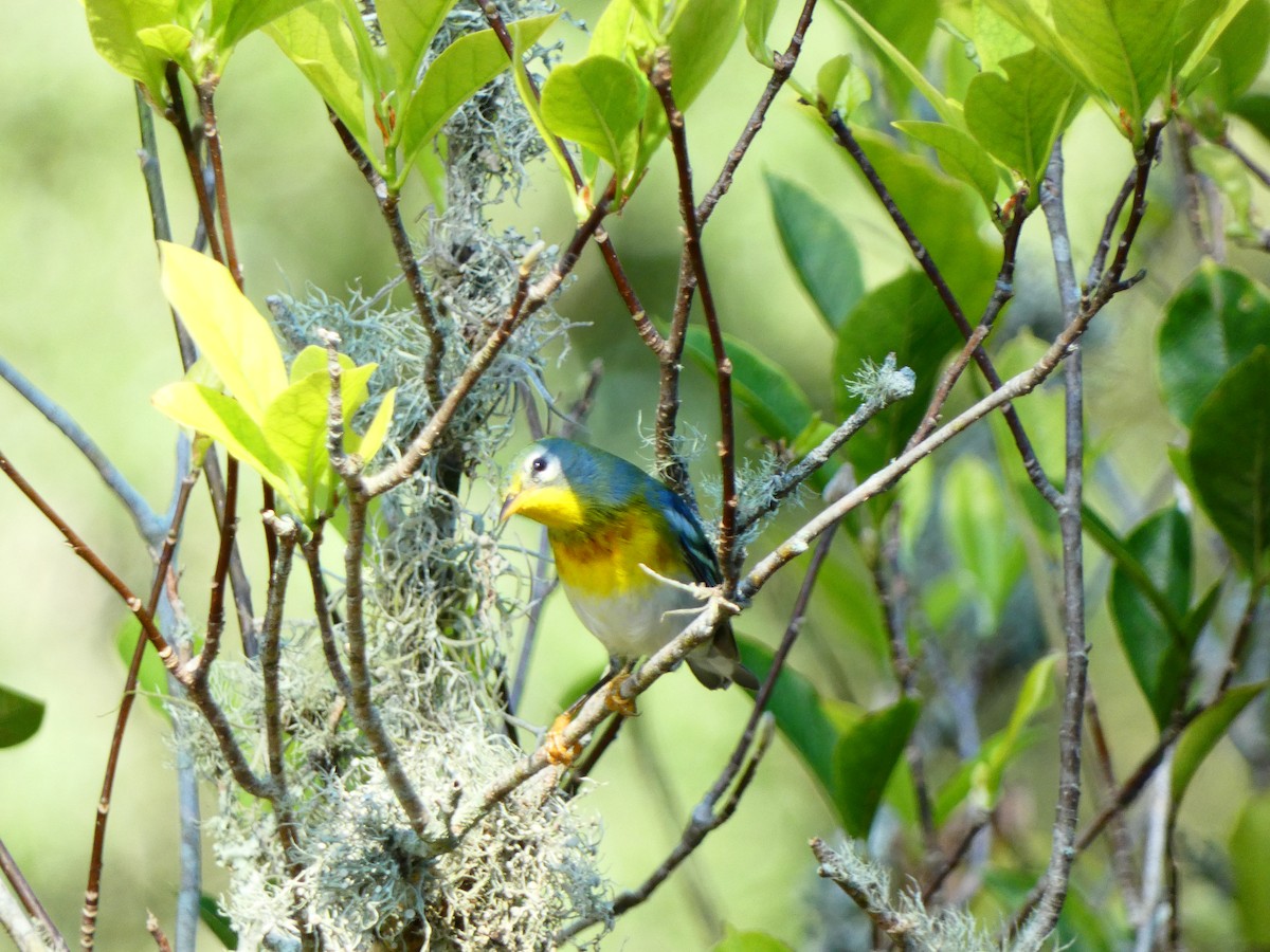 Northern Parula - ML641400416