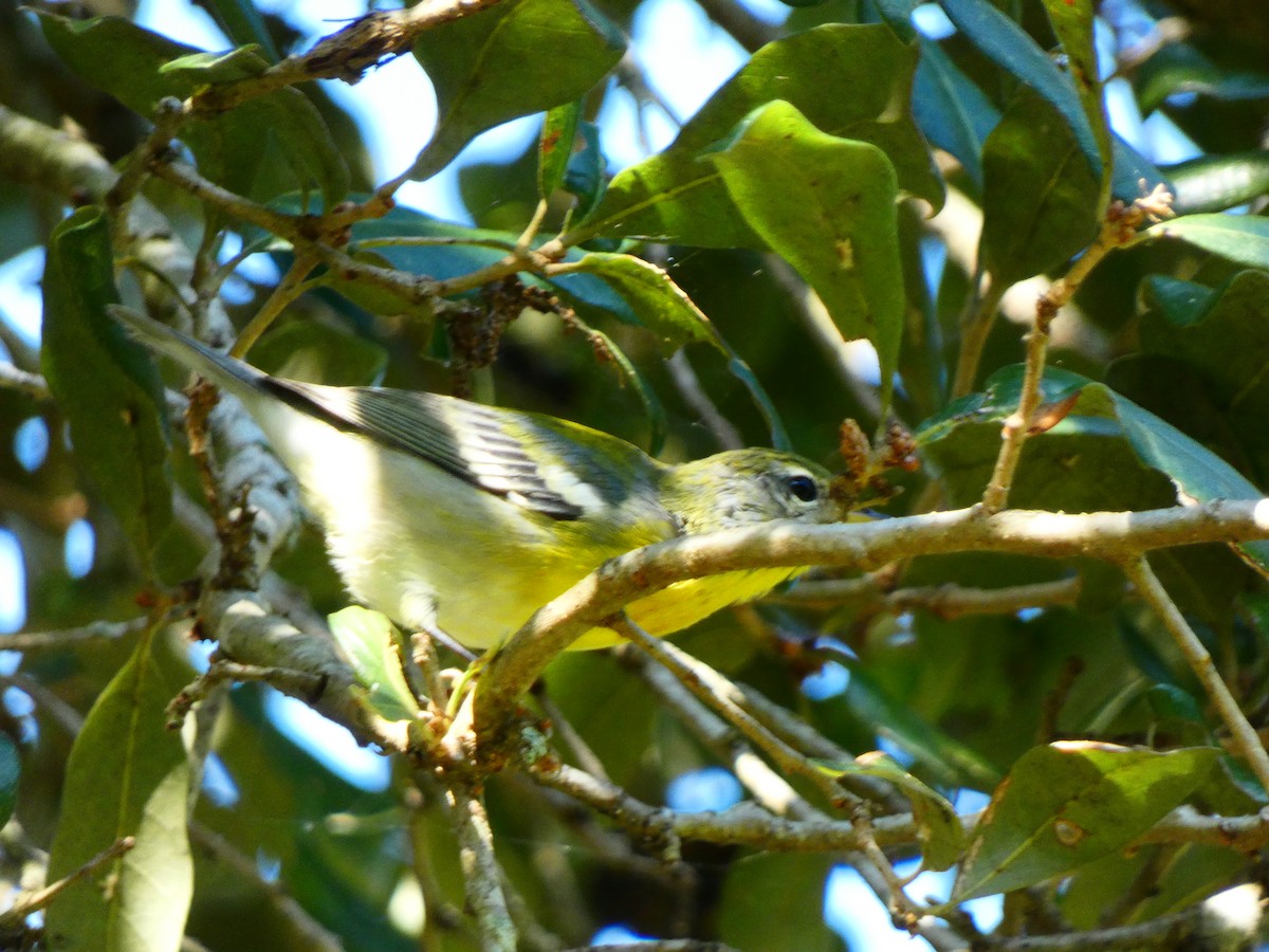 Northern Parula - ML641400417