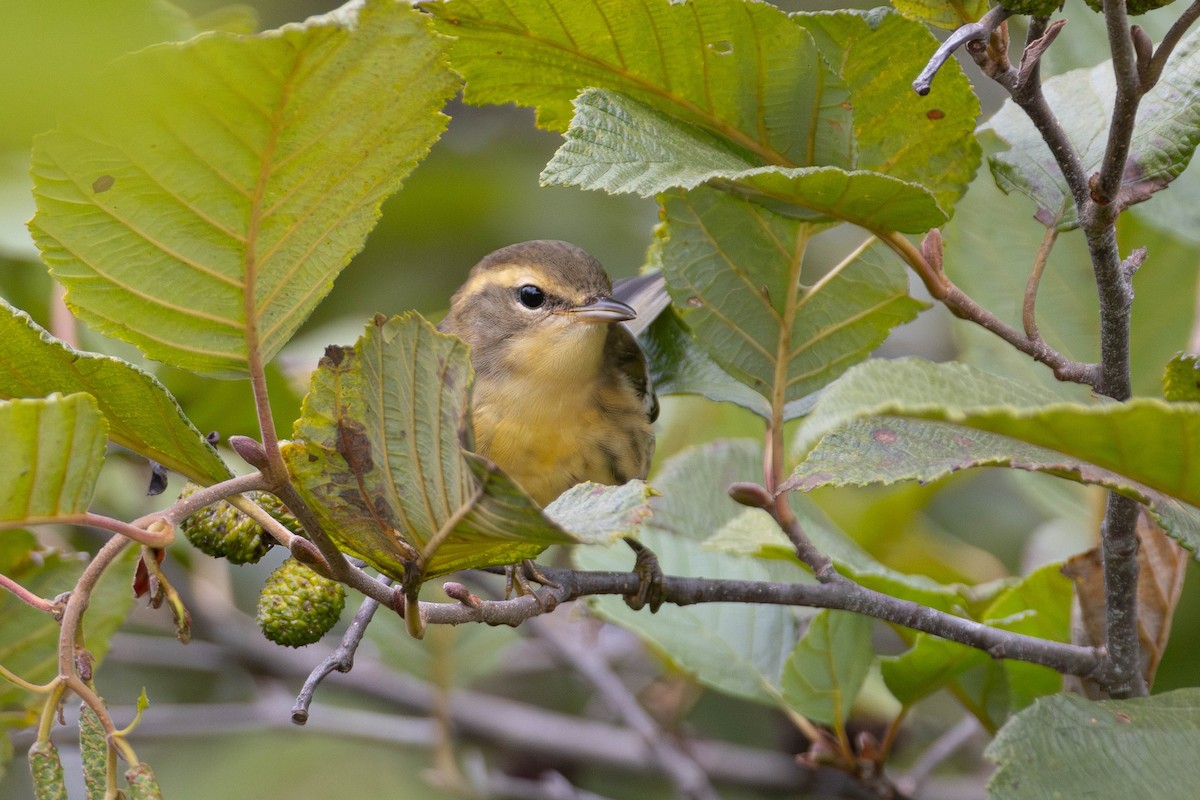 Blackburnian Warbler - ML641400421