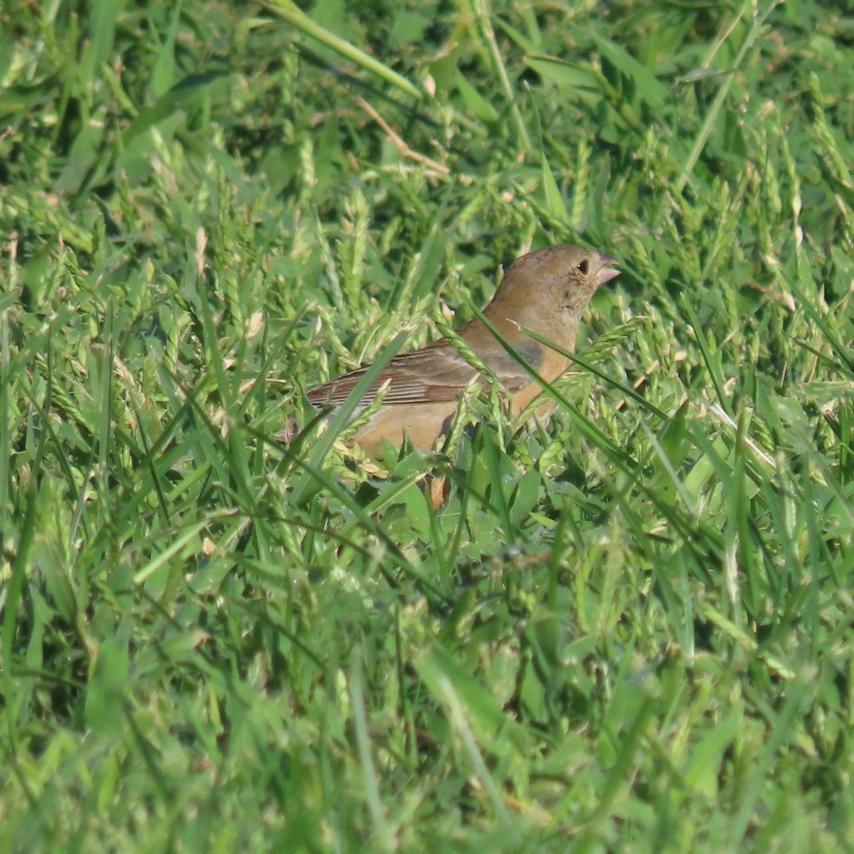 Lazuli Bunting - ML641400441