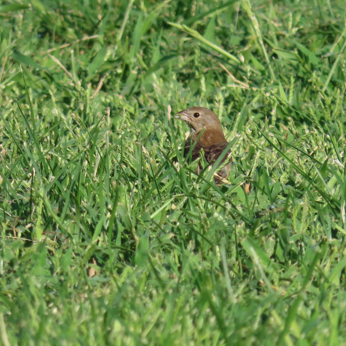 Lazuli Bunting - ML641400442