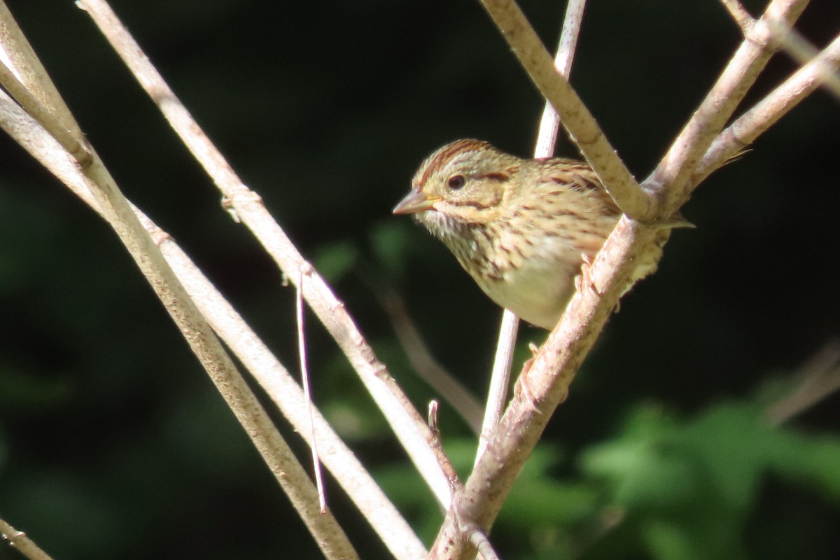 Lincoln's Sparrow - ML641400446