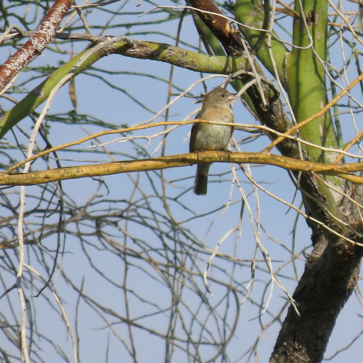 Lazuli Bunting - ML641400459
