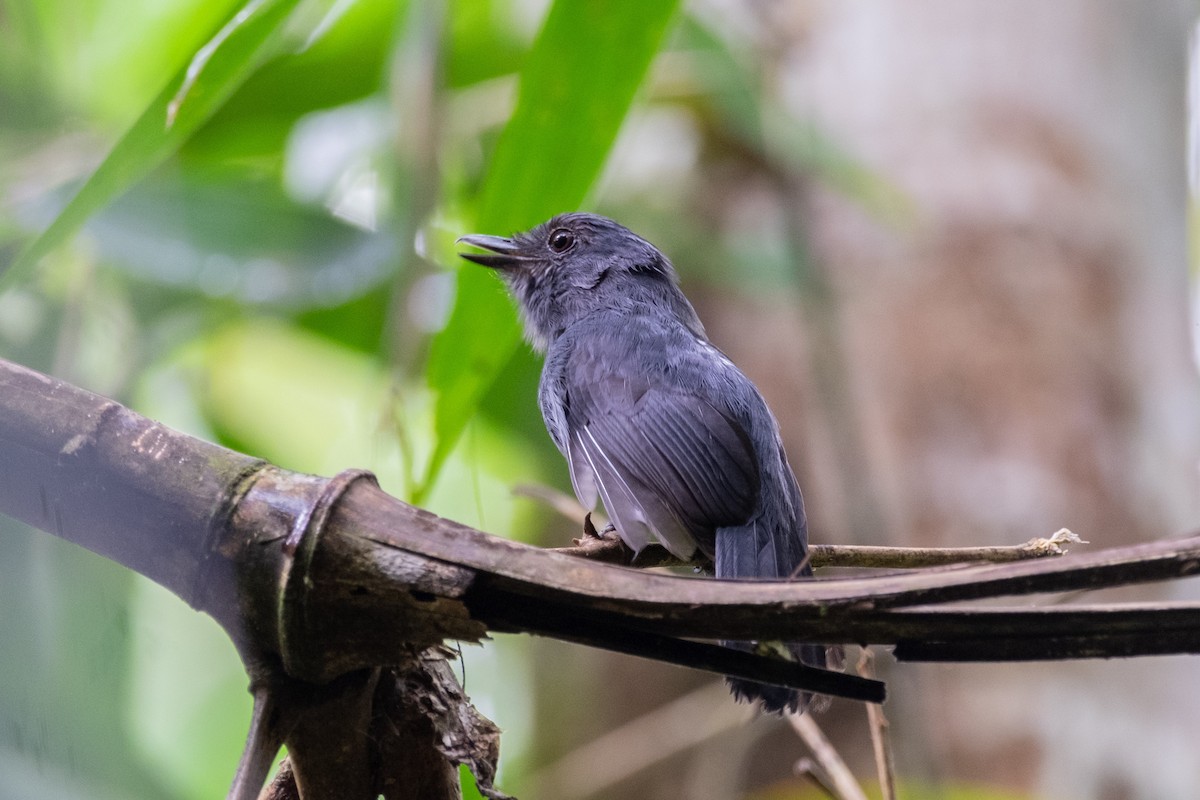 Bluish-slate Antshrike - ML641400465