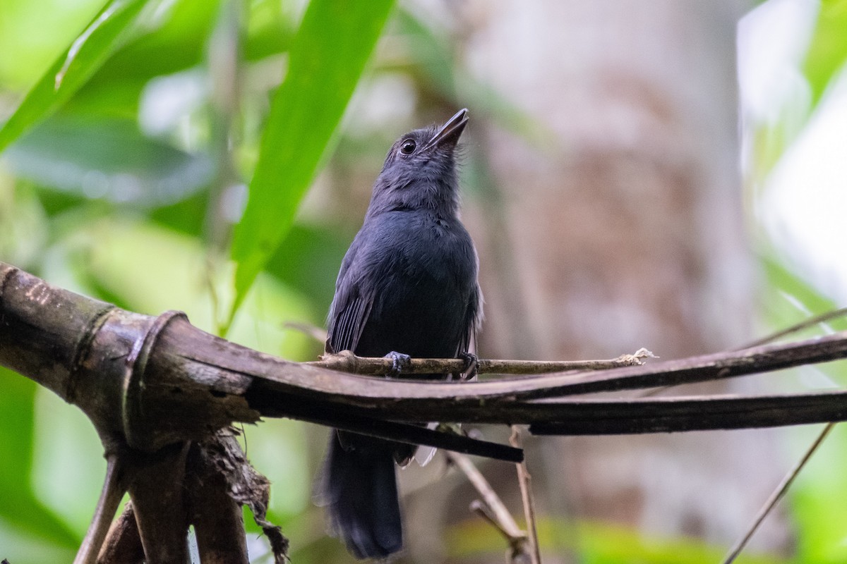 Bluish-slate Antshrike - ML641400466