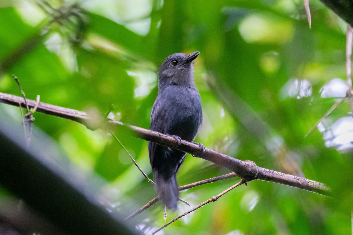 Bluish-slate Antshrike - ML641400467
