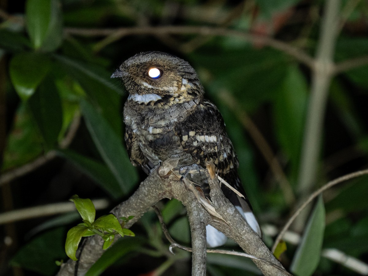 Timor Nightjar - ML641400473