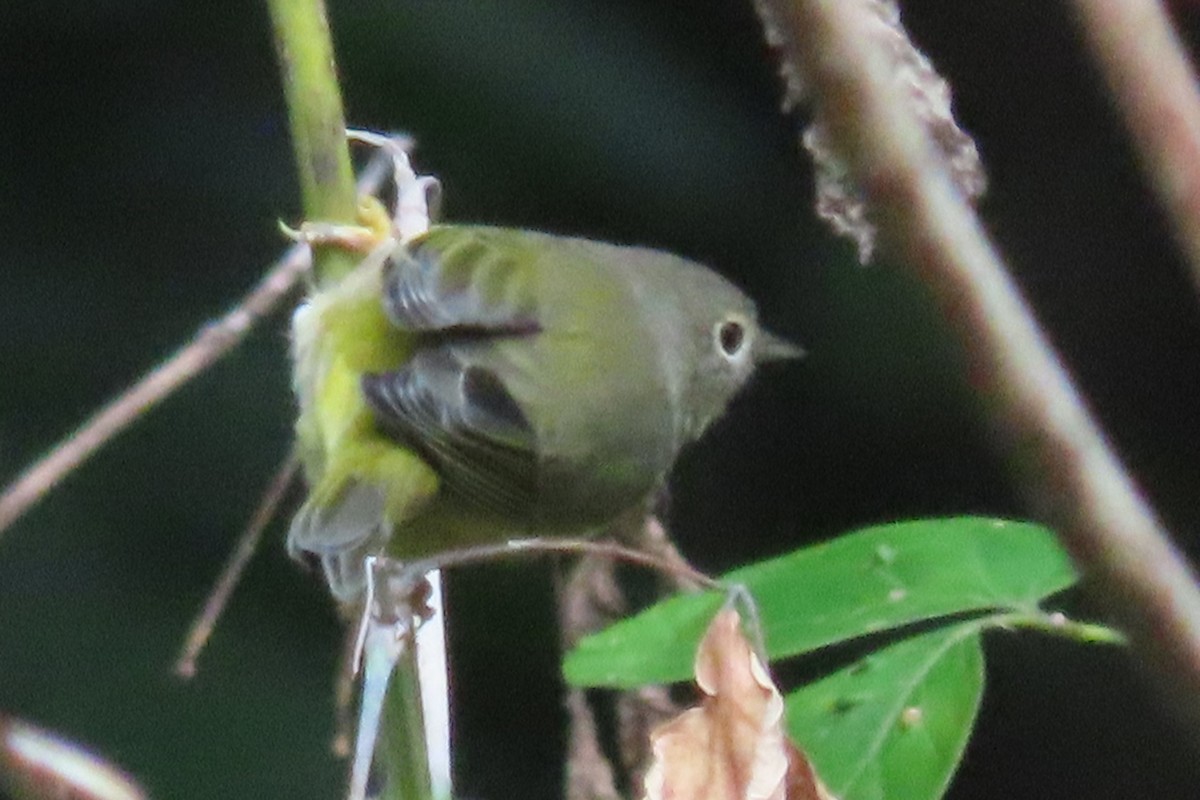 Nashville Warbler - ML641400500