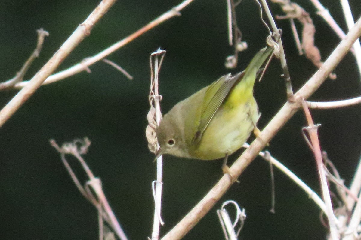 Nashville Warbler - ML641400501