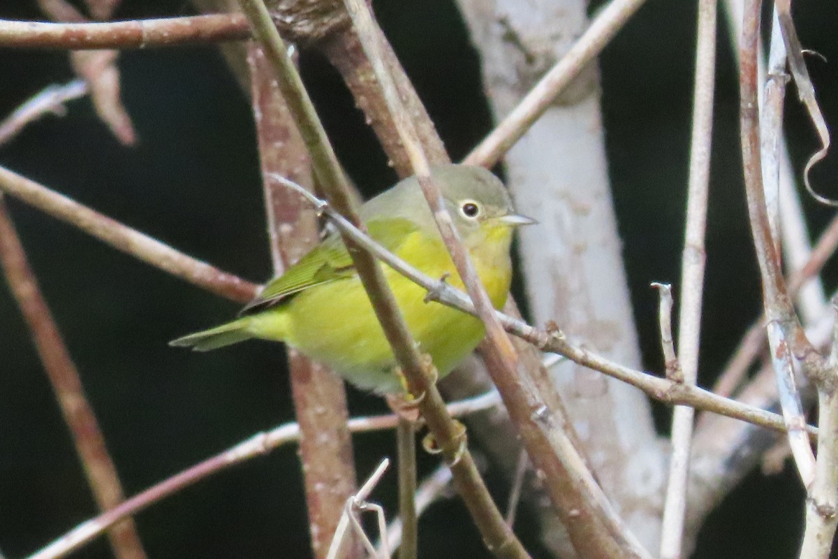 Nashville Warbler - ML641400503